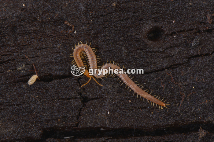 Géophile - gryphea.com